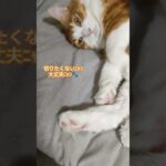 #かわいい猫 #足毛#指毛#肉球#のんびり#ほのぼの#まったり#保護猫