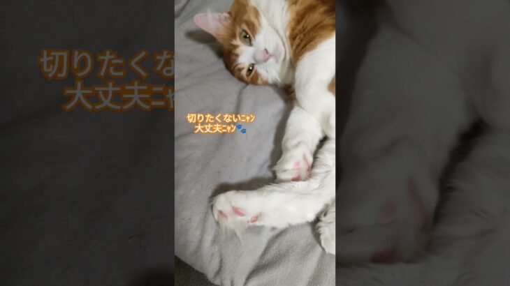 #かわいい猫 #足毛#指毛#肉球#のんびり#ほのぼの#まったり#保護猫