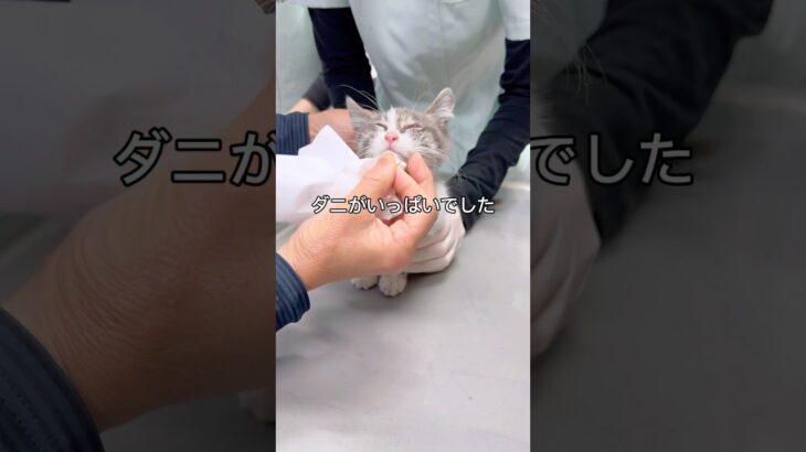 【緊急保護】子猫の身体はノミ、ダニがいっぱいで猫風邪もひいてました