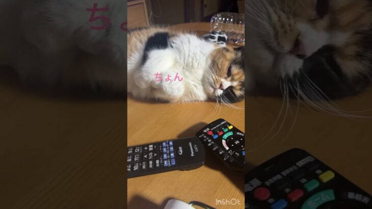 猫の癒しの時間#猫のいる暮らし #ねこのいる生活