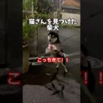 猫を呼ぶ姿が面白い柴犬さん‼️ #柴犬　#犬　#猫　#おもしろ #犬のいる暮らし