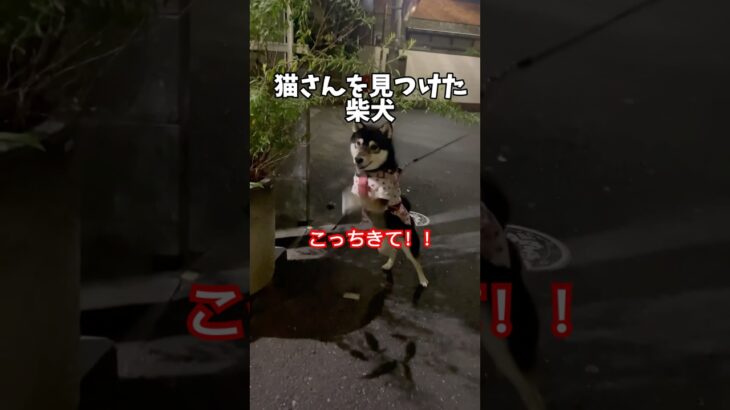 猫を呼ぶ姿が面白い柴犬さん‼️ #柴犬　#犬　#猫　#おもしろ #犬のいる暮らし