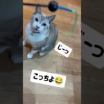 #猫 #猫のいる暮らし #猫のいる生活 #ねこ #可愛い #おもしろ動画 #おすすめ #子猫 #かわいい #ペット #保護猫 #アメリカ大統領選