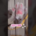 #仔猫 #かわいい猫 #かわいい肉球