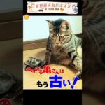 ノロい亀が懐かしいと思えるほど・・・ #亀 #猫#かわいい動物動画 #癒し #ショートアニマル動画 #可愛い