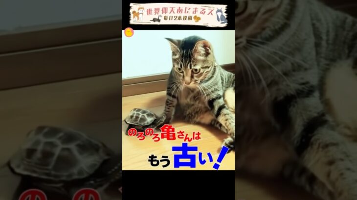 ノロい亀が懐かしいと思えるほど・・・ #亀 #猫#かわいい動物動画 #癒し #ショートアニマル動画 #可愛い