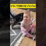 何が何だか分からん赤ちゃんw #おもしろ #猫 #shorts #海外の反応