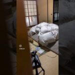 ワロタwww#猫 #おもしろ動画