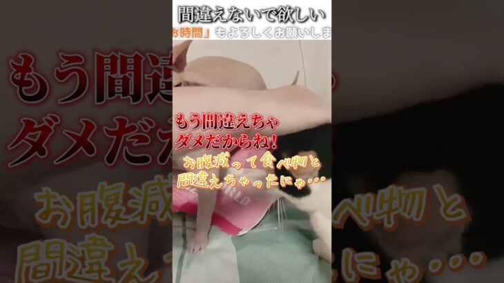 猫のおもしろ動画にツッコミどころ満載なアフレコしてみた＃202【間違い】【ハプニング映像】#shorts　#アフレコ #面白動画