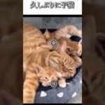 猫のおもしろ動画にツッコミどころ満載なアフレコしてみた＃204【お母さん】【ハプニング映像】#shorts　#アフレコ #面白動画