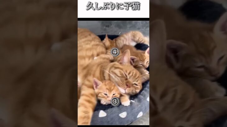 猫のおもしろ動画にツッコミどころ満載なアフレコしてみた＃204【お母さん】【ハプニング映像】#shorts　#アフレコ #面白動画