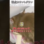 猫のおもしろ動画にツッコミどころ満載なアフレコしてみた＃212【カウントダウン】【ハプニング映像】#shorts　#アフレコ #面白動画