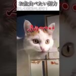 猫のおもしろ動画にツッコミどころ満載なアフレコしてみた＃213【お魚】【ハプニング映像】#shorts　#アフレコ #面白動画