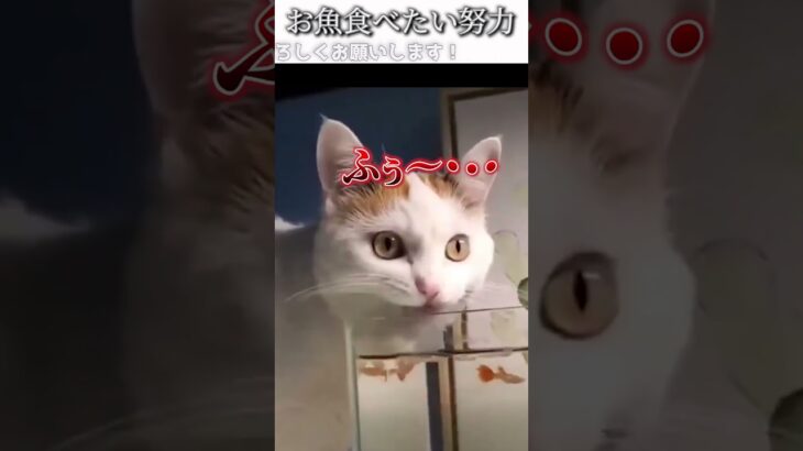 猫のおもしろ動画にツッコミどころ満載なアフレコしてみた＃213【お魚】【ハプニング映像】#shorts　#アフレコ #面白動画