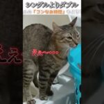 猫のおもしろ動画にツッコミどころ満載なアフレコしてみた＃214【ダブル】【ハプニング映像】#shorts　#アフレコ #面白動画