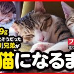 【感動】わずか69gで生まれた子猫が 幸せな家猫になるまで【まとめ】