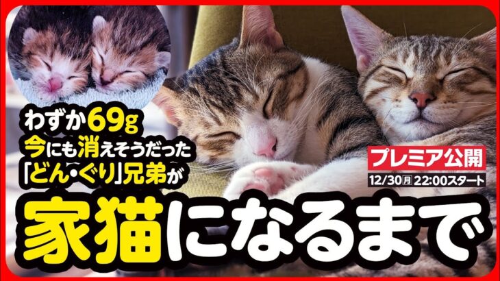 【感動】わずか69gで生まれた子猫が 幸せな家猫になるまで【まとめ】