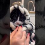 #Cat #Cats #cutecat #catvideos #Kitten #viralvideo #猫 #かわいい猫 #猫動画 #子猫 #shorts #shortscat #funny #pet