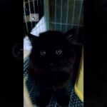 #Cat #Cats #cutecat #catvideos #Kitten #viralvideo #猫 #かわいい猫 #猫動画 #子猫 #shorts #shortscat #funny #pet