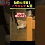 Instagramで8億回バズった動物ハプニング動画6選！6Animal Happenings Videos That Got 800 Million Buzz on Instagram!#犬#猫