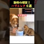 SNSで8.5億回バズった動物ハプニング動画6選！6Animal Happenings Videos That Got 850 Million Buzz on SNS!#shorts #犬#猫#動物