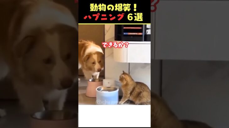 SNSで8.5億回バズった動物ハプニング動画6選！6Animal Happenings Videos That Got 850 Million Buzz on SNS!#shorts #犬#猫#動物