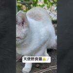 angel👼#funnycats #cat #funny #猫　#動物おもしろ動画 #cute #funnyanimals #ブルーアイズ #funnyshorts#shorts #pets