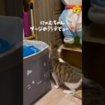 慎重に探検してます😆✨ #cat #かわいい子猫 #猫のいる暮らし #猫かわいい #子猫 #保護猫 #猫のいる生活