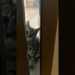 【脱走を狙う子猫】最後の走り方必見 #cat