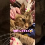 #猫ラブ #cat #猫病院 #ねこさん#ca#猫ラブ#保護猫#ねこさん #猫ちゃん大好き #猫闘病 #猫かわいい #猫#ねこ #食いしん坊#猫ラブ#保護猫#スリスリ#ねこのいる生活 #猫写真部