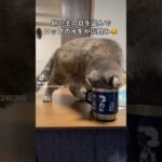 お水ガブ飲みまる子 #猫好きさんと繋がりたい #猫のいる暮らし #ぶさかわ #ほっこり #cat #エキゾチックショートヘア #鼻ぺちゃ #癒し #水飲み #かわいい猫 #fyp #followme