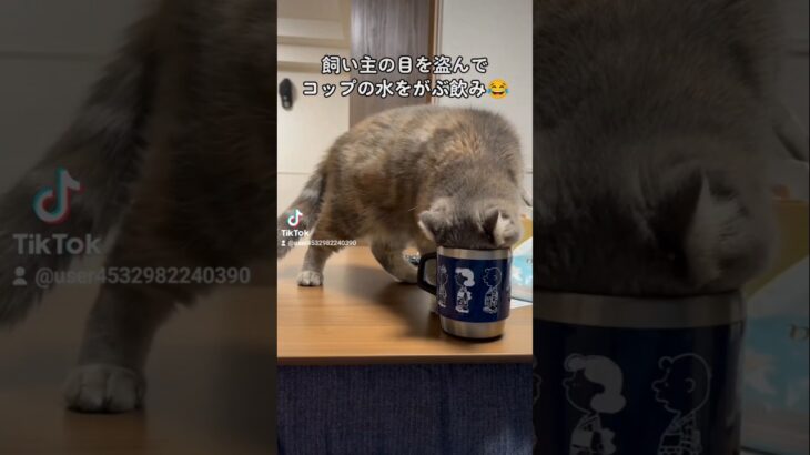 お水ガブ飲みまる子 #猫好きさんと繋がりたい #猫のいる暮らし #ぶさかわ #ほっこり #cat #エキゾチックショートヘア #鼻ぺちゃ #癒し #水飲み #かわいい猫 #fyp #followme