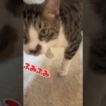 ステップを踏まずにはいられない猫#cat #おもしろ #ステップ #るんるん #かわいい #shorts