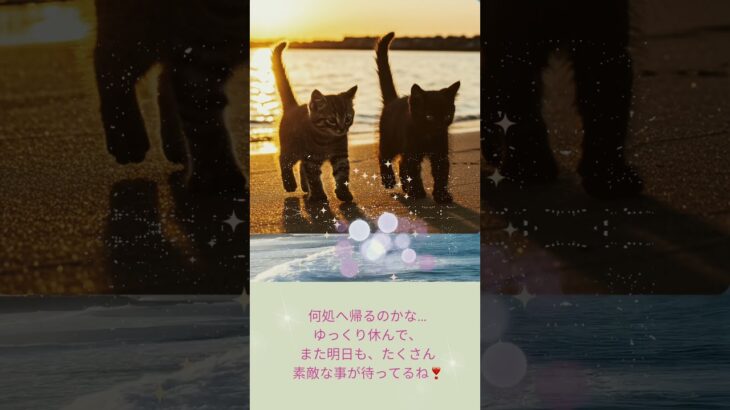 猫と海…癒し❣️#cats #癒し#海