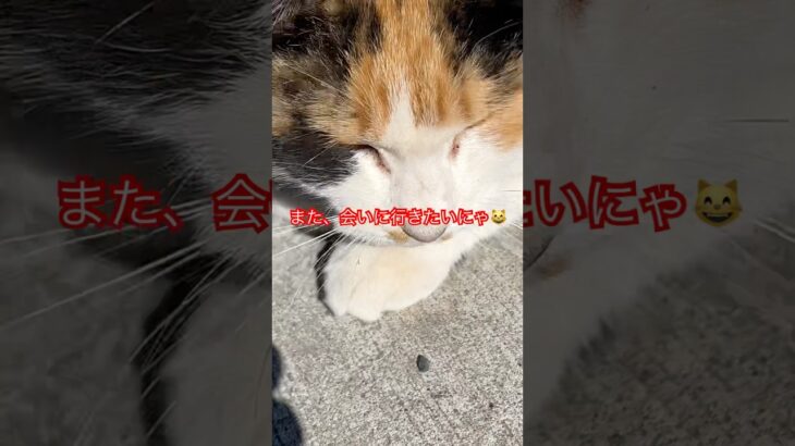 三毛猫さん🩷#cat#short#shortsvideo#japan #japan#ねこ#野良猫#三毛猫#癒し#日本猫 #おすすめ#おもしろ#猫動画