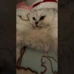 にゃんグルベル🐱#猫かわいい #クリスマス#チンチラシルバー #cute #猫動画 #子猫#サンタ