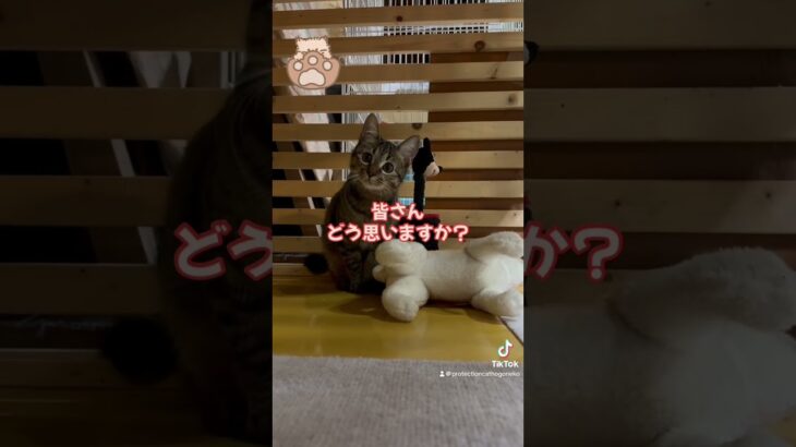 可愛いゆめちゃんと 遊ぶ#保護猫#子猫#おすすめ#癒し#甘えん坊#cutecat#japan#九州#宮崎#冬#猫のいる暮らし