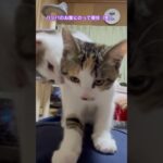 ちびにゃんナイト むぎねぎ @mzda006 #子猫 #こねこ #猫動画 #kitten #kittenvideos #cute #cutecat #猫のいる暮らし #多頭飼い