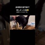 留守番で寂しかった猫💕 #shorts