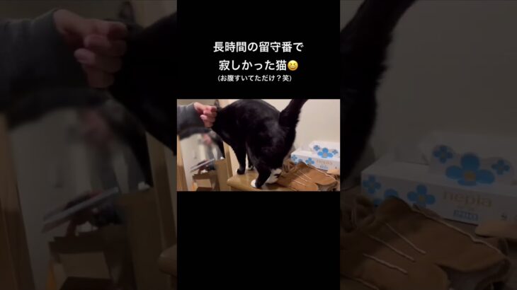 留守番で寂しかった猫💕 #shorts