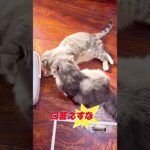 暇つぶしにワチャワチャがオモロい🤣【関西弁猫】#shorts #shortvideo #subscribe #cat #猫 #アフレコ #関西弁 #pets #おもしろ