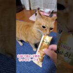 むぎっちゅ☆ちゅるビ～😻猫ハプニング🙀☆