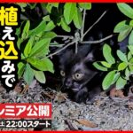 【子猫 保護】目の前は道路…植え込みでひとり鳴き続ける子猫を保護しました【前編】