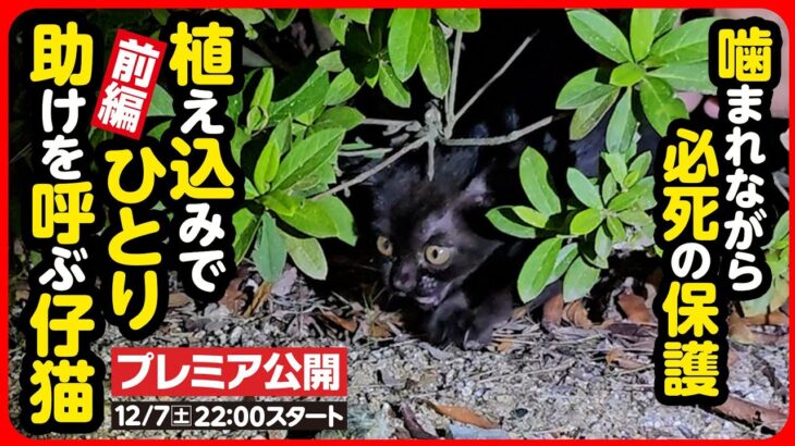 【子猫 保護】目の前は道路…植え込みでひとり鳴き続ける子猫を保護しました【前編】