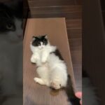 #ミヌエット #可愛い猫 #可愛い #癒し動画 #癒し