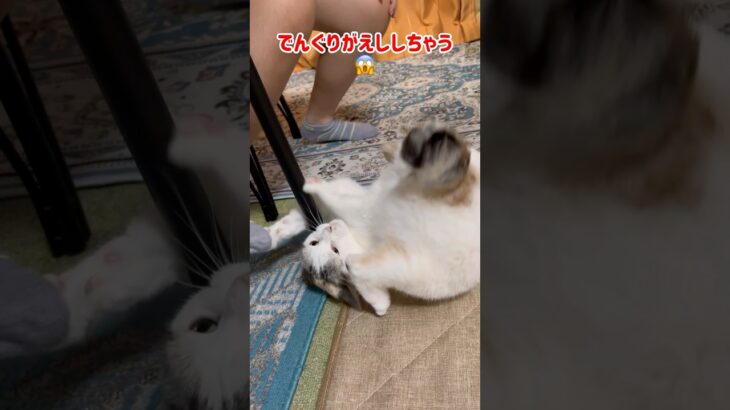 落ちつかないネコ🙀#ねこ#おもしろ動画#ペット#らら#かわいい猫#ねこ動画 #ペット動画 #ねこすき #かわいい動物 #おもろい #笑える#ららねこ#ららの日常