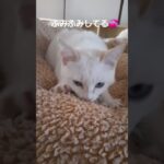 ふみふみ猫かわいいなぁ