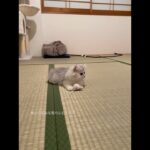 座ってるだけで可愛い子猫