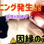 （猫慣れ訓練）因縁の対決でハプニング発生するがお爺猫に癒される