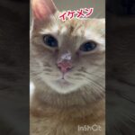 もふもふでみんなを癒したいおこむ局長　#猫局長 #モフモフ猫 #エフエムサン